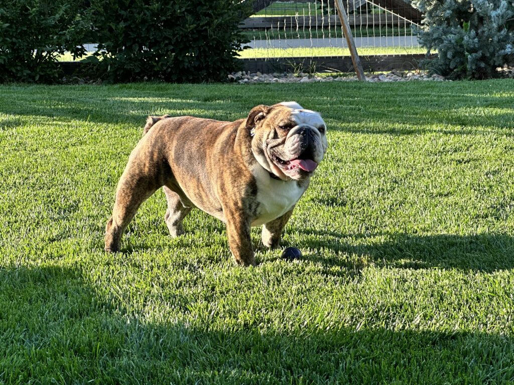 Erie Pooper Scoopers dog image