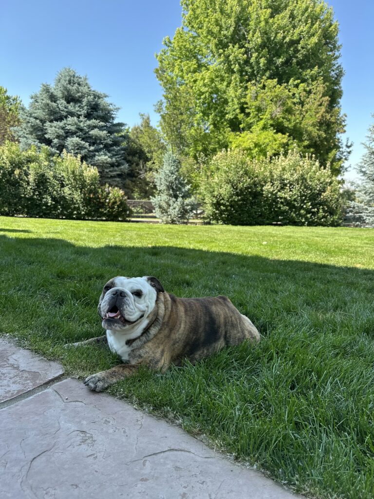 Erie Pooper Scoopers Dog Picture