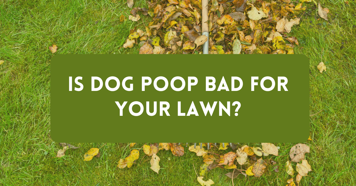 Erie Pooper Scoopers Blog, Is Dog Poop Bad For Your Lawn?